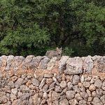 Pared Piedra es Revellar by Esdolc99.es